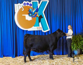 Bred-and-owned Heifer Class 24