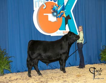 Bred-and-owned Bull Class 6