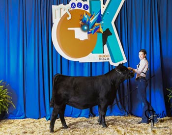 Bred-and-owned Heifer Class 9