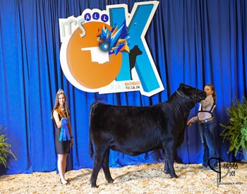 Bred-and-owned Heifer Class 21