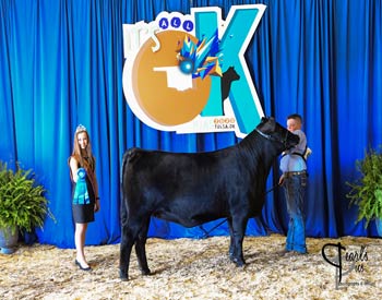 Bred-and-owned Heifer Class 17