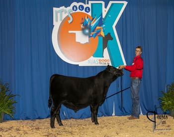 Bred-and-owned Bull Class 1