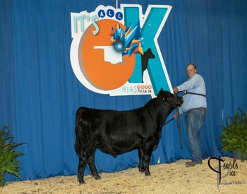 Bred-and-owned Bull Class 2