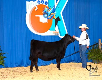 Owned Heifer Class 9