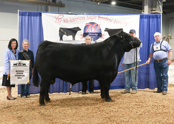 Reserve Senior Champion Bull