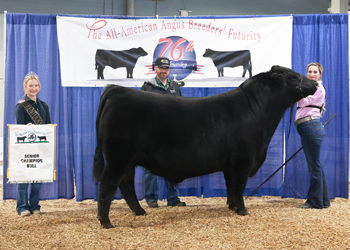 Senior Champion Bull