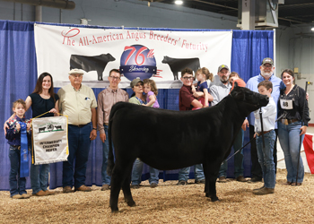 Intermediate Champion Heifer