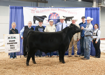 Grand Champion Bull