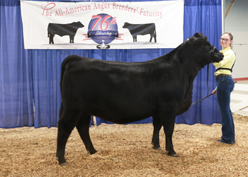 Reserve Early Junior Champion Heifer