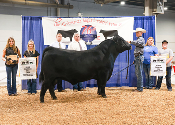 Grand Champion Bred-and-owned Bull