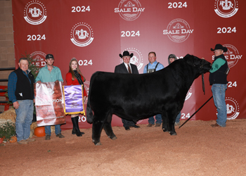 Grand Champion Bull