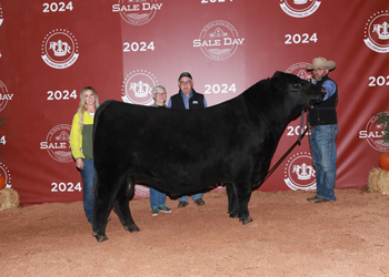 Reserve Senior Champion Bull