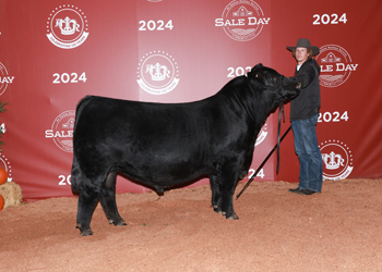 Junior Champion Bull