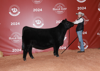 Reserve Junior Champion Heifer - Div 2