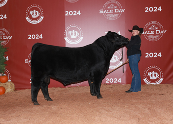 Reserve Intermediate Champion Bull