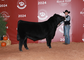 Reserve Senior Bull Calf Champion