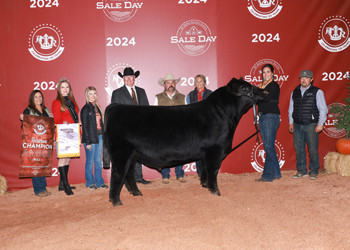 Reserve Grand Champion Bull