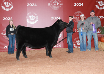 Senior Heifer Calf Champion - Div 1