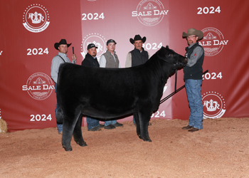 Reserve Senior Heifer Calf Champion - Div 2