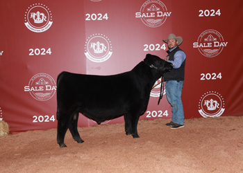 Reserve Junior Bull Calf Champion