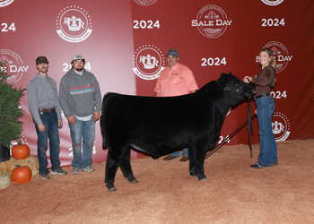 Junior Bull Calf Champion