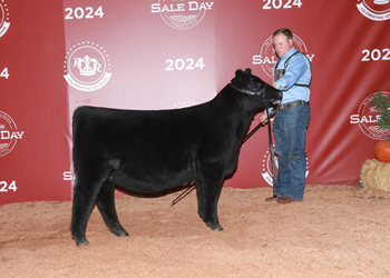 Junior Heifer Calf Champion