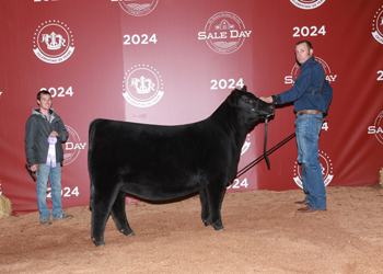 Reserve Junior Heifer Calf Champion