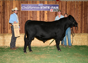 Grand Champion Bull