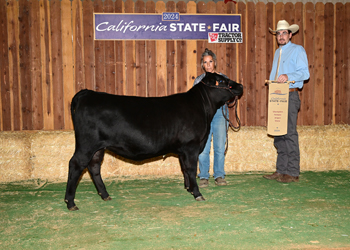 Grand Champion Female