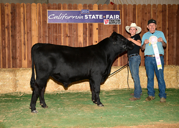 Reserve Grand Champion Bull