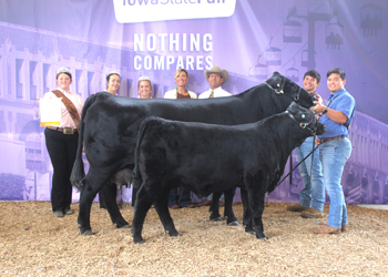 Reserve Grand Champion Cow-calf Pair