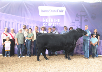 Reserve Grand Champion Bull