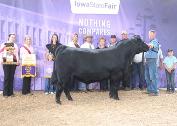 Grand Champion Bull