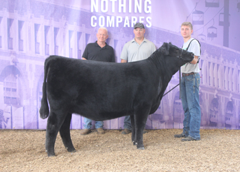 Champion Iowa Futurity Heifer