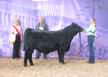 Reserve Senior Bull Calf Champion