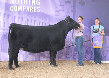 Junior Champion Heifer