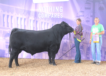 Reserve Junior Champion Bull