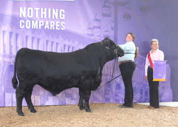 Intermediate Champion Bull