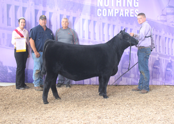 Reserve Senior Heifer Calf Champion