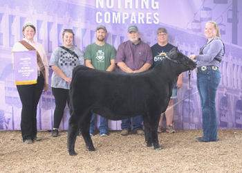 Junior Heifer Calf Champion