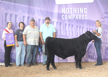 Junior Bull Calf Champion