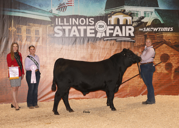 Reserve Intermediate Champion Bull