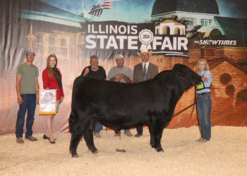 Reserve Grand Champion Bull