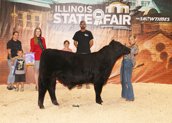 Senior Bull Calf Champion