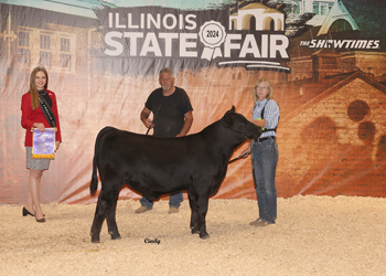 Junior Bull Calf Champion