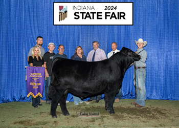 Grand Champion Bull