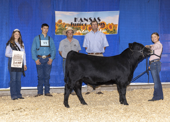 Reserve Grand Champion Bred-and-owned Bull
