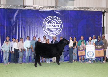 Grand Champion Bred-and-owned Female