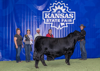 Reserve Grand Champion Bull