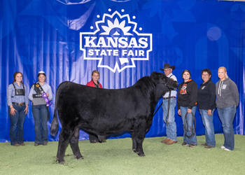 Grand Champion Bull